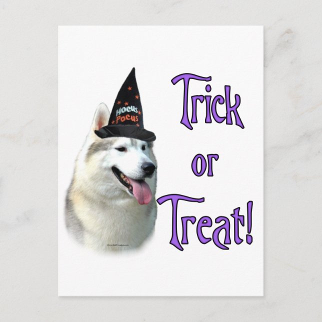 Siberian Husky Trick Postcard (Front)