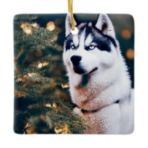 Siberian Husky Under Christmas Tree