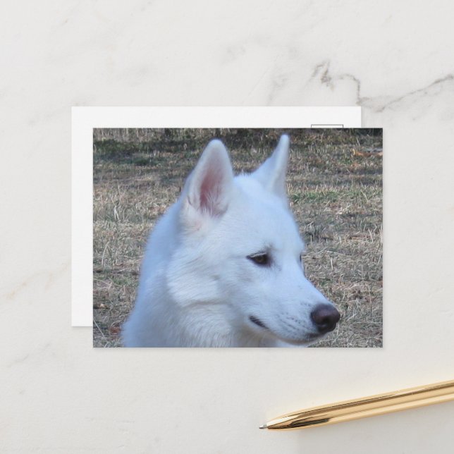 siberian husky white postcard (Front/Back In Situ)