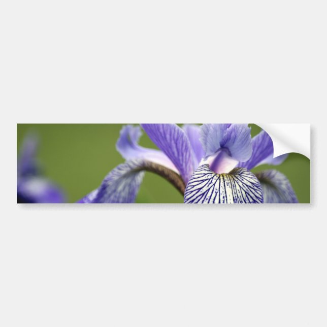 Siberian Iris Bumper Sticker (Front)