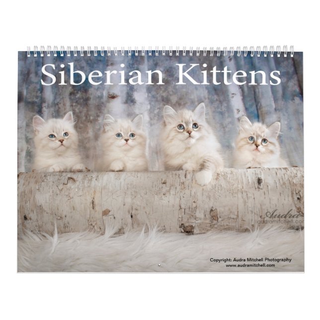 Siberian Kittens Calendar (Cover)