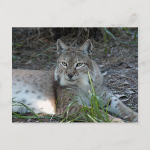 siberian lynx 017 postcard