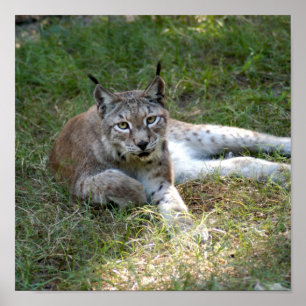 siberian lynx 027 poster