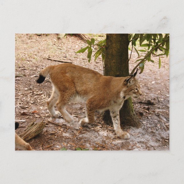 siberian lynx 031 postcard (Front)