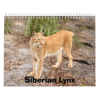 siberian lynx 034, Siberian Lynx Calendar