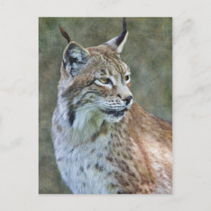 Siberian Lynx Postcard