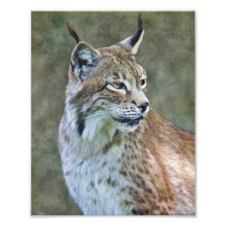 Siberian Lynx Print