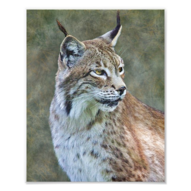 Siberian Lynx Print (Front)