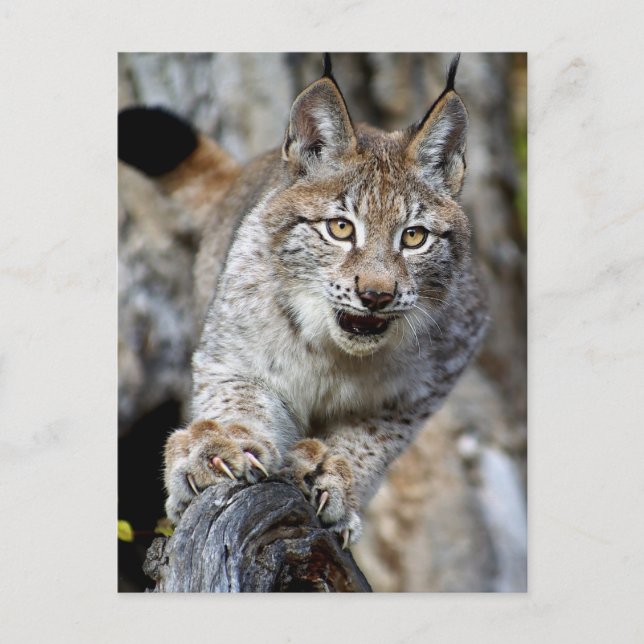 Siberian Lynx - Ready to Pounce Postcard (Front)