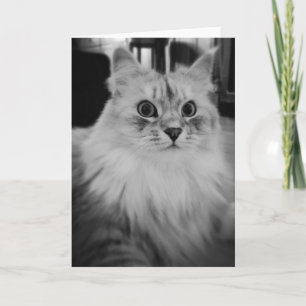 Siberian Magic Note Cards