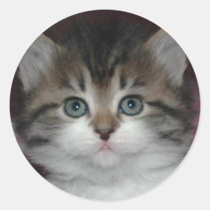 Siberian Tabby/White Kitten Classic Round Sticker