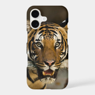 Siberian Tiger