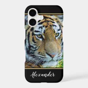 Siberian Tiger, Amur Tiger