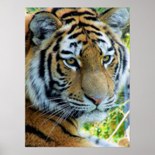 Siberian Tiger, Amur Tiger Poster