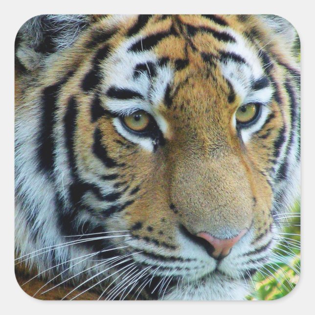 Siberian Tiger, Amur Tiger Sticker (Front)