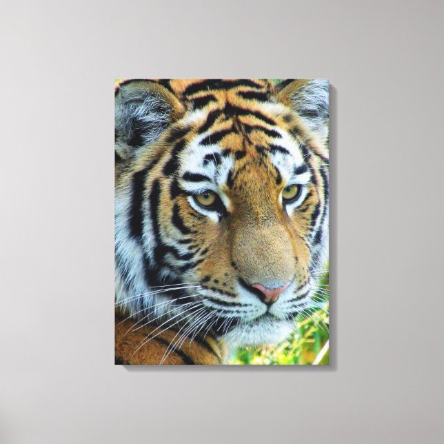 Siberian Tiger, Amur Tiger Wrapped Canvas (Front)