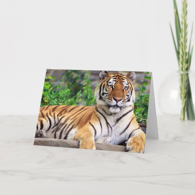 Siberian Tiger Blank Card (Front)