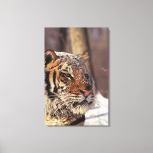 Siberian tiger canvas print