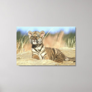 Siberian Tiger Canvas Print