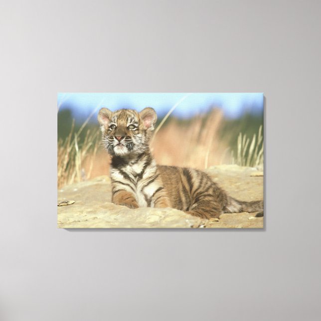 Siberian Tiger Canvas Print (Front)