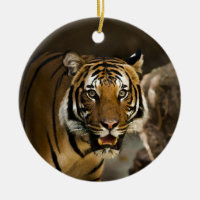 Siberian Tiger