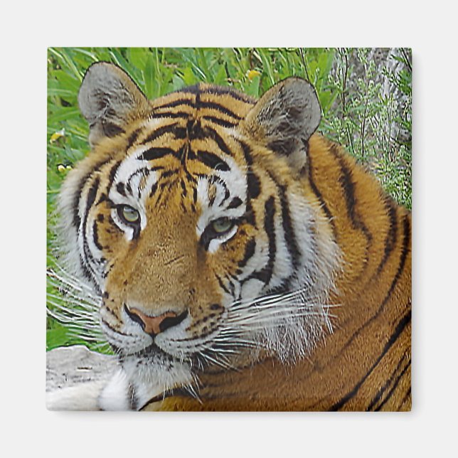 Siberian Tiger Closeup Photo of Face Magnet (Front)