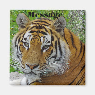 Siberian Tiger Closeup Photo of Face Magnet