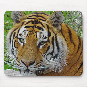Siberian Tiger Closeup Photo of Face Mouse Mat