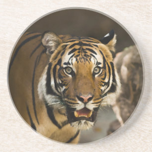 Siberian Tiger Coaster