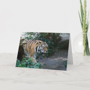 Siberian Tiger • Greeting Card