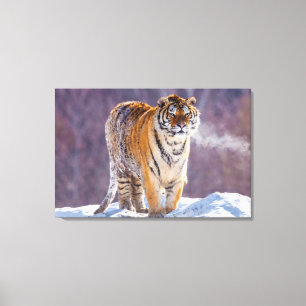 Siberian tiger in snow, China Canvas Print