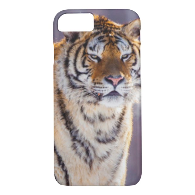 Siberian tiger in snow, China Case-Mate iPhone Case (Back)