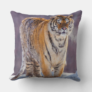 Siberian tiger in snow, China Cushion
