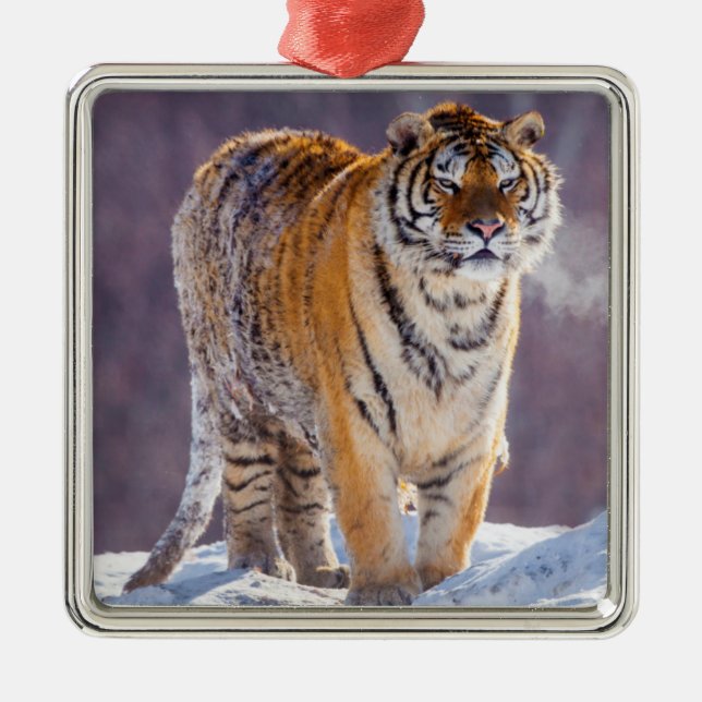 Siberian tiger in snow, China Metal Tree Decoration (Front)