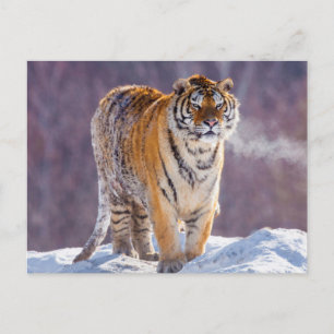 Siberian tiger in snow, China Postcard