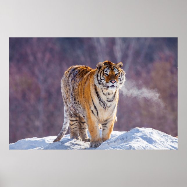 Siberian tiger in snow, China Poster (Front)