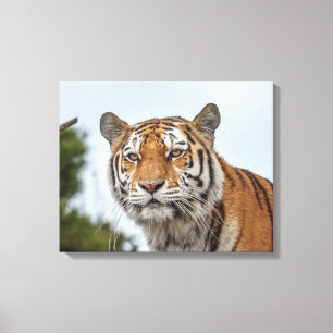 Siberian Tiger in the Wild Canvas Print