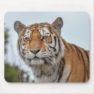 Siberian Tiger in the Wild Mouse Mat