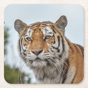 Siberian Tiger in the Wild Square Paper Coaster
