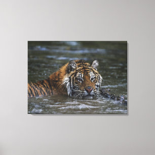 Siberian Tiger In Water Canvas Print