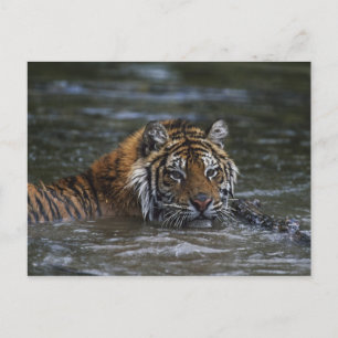 Siberian Tiger In Water Postcard