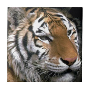 Siberian Tiger Lovers Art Tile