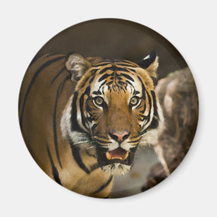 Siberian Tiger Magnet