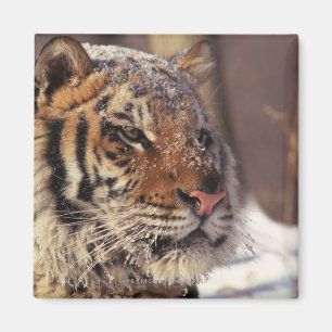 Siberian tiger magnet