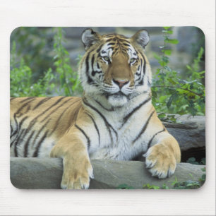 Siberian Tiger Mouse Mat