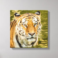 SIBERIAN TIGER ON CANVAS PRINT