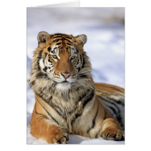 Siberian Tiger, Panthera tigris altaica, Asia,