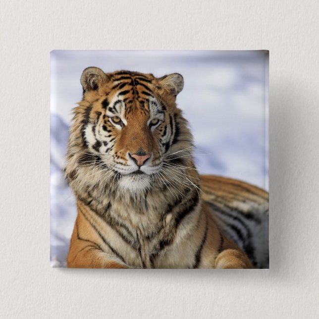 Siberian Tiger, Panthera tigris altaica, Asia 15 Cm Square Badge (Front)
