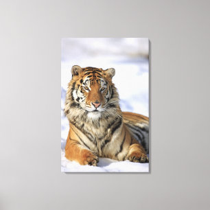 Siberian Tiger, Panthera tigris altaica, Asia, Canvas Print