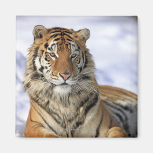 Siberian Tiger, Panthera tigris altaica, Asia, Magnet